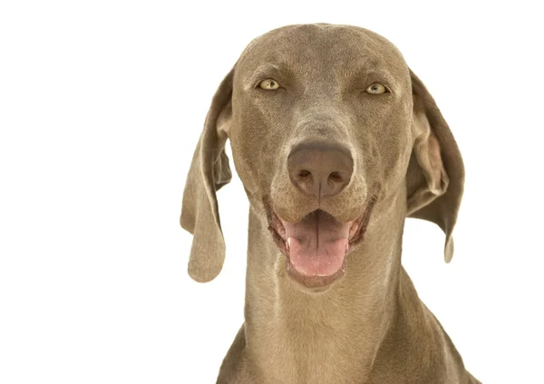 Happy Weimaraner dog — Stock Photo, Image