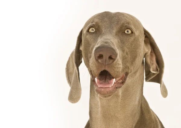 Dog surprised — Stock Photo, Image
