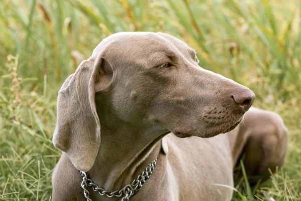 Weimaraner собака на траві — стокове фото