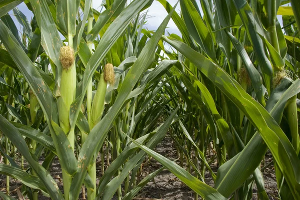 Кукурудзи плантації — стокове фото