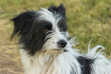 Mixed-breed Black and White Dog clipart