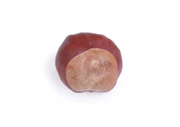 Fruits of the chestnut — Stock Photo, Image