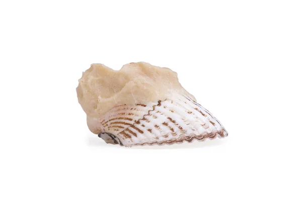 Beautiful shell — Stock Photo, Image