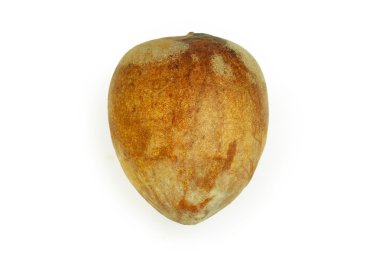 Avocado seed