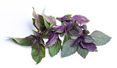 fesleğen izole beyaz zemin üzerine