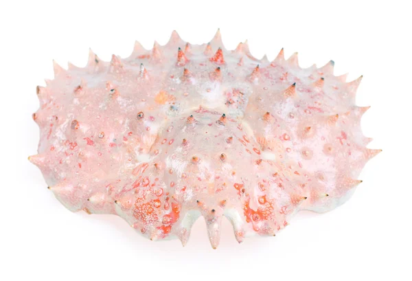 Crabe royal coquille isolé sur le fond blanc — Photo