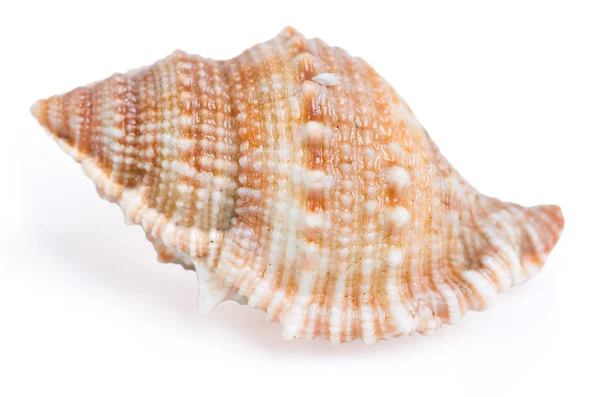 Shell isolated on the white background — Stock Photo, Image