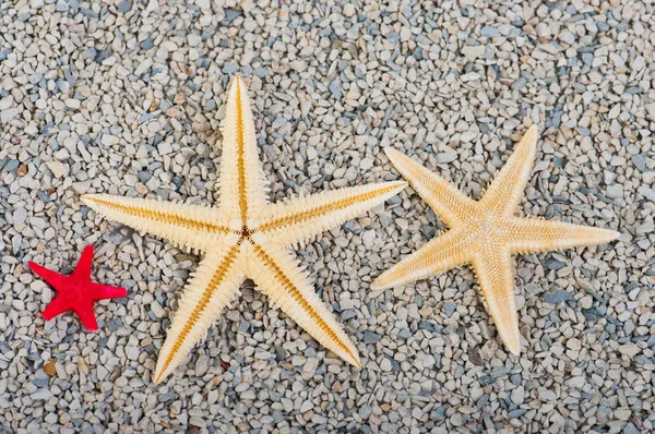 Starfish of sand — Stock Photo, Image