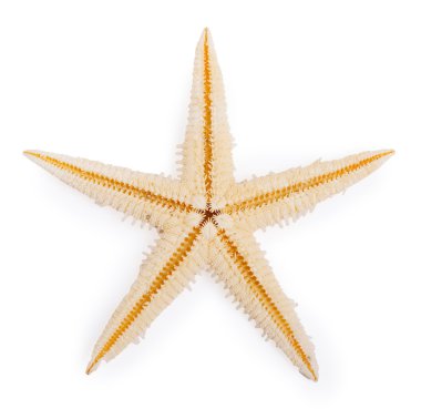 beyaz arkaplanda izole edilmiş denizyıldızı