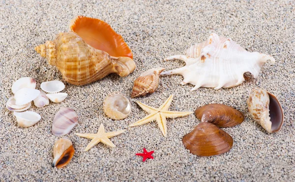 The group of marine life of the sand — Stock Photo, Image