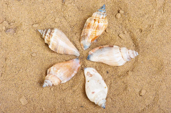 The group of marine life of the sand — Stock Photo, Image