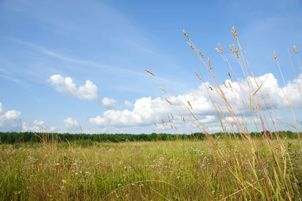 stock image Meadow