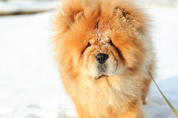 stock image Chow-chow