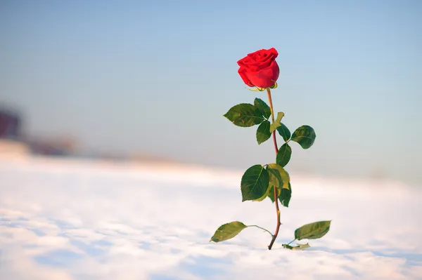 Rosa roja en el cielo fotos de stock, imágenes de Rosa roja en el cielo sin  royalties | Depositphotos