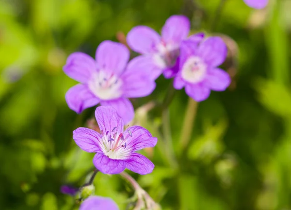 Violette bloempjes — Stockfoto