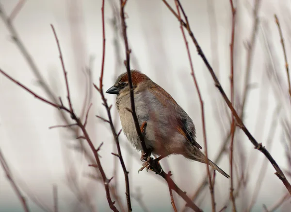 Sparrow among branches — Stock Photo, Image
