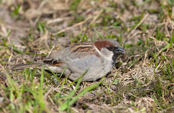 The sparrow eats a young grass — Stock Photo, Image