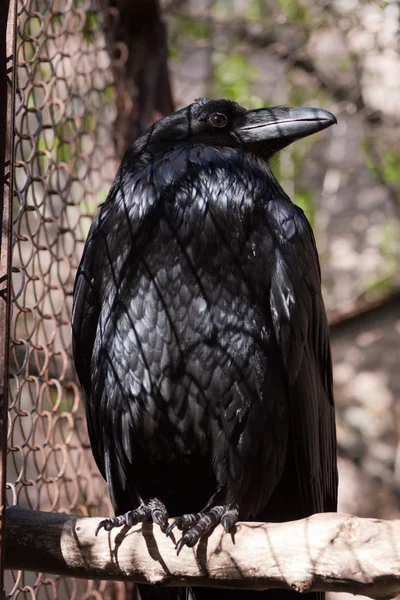 Μαύρο κοράκι — Φωτογραφία Αρχείου