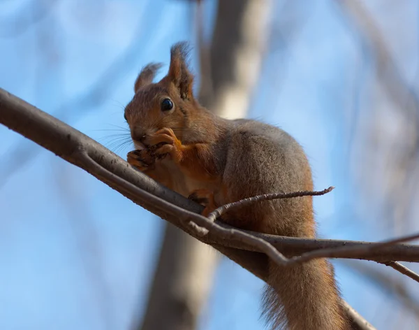 Das Eichhörnchen frisst den Zapfen — Stockfoto