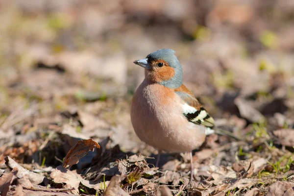 The chaffinch in the spring — Stock Photo, Image