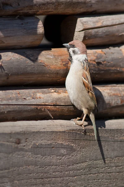 The curious sparrow — Stock Photo, Image