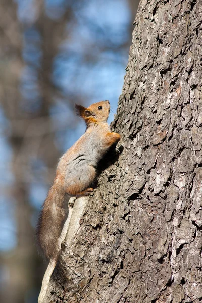 Das Eichhörnchen steigt auf — Stockfoto