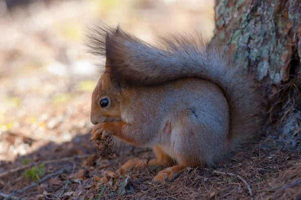 Das Eichhörnchen frisst Zapfen — Stockfoto