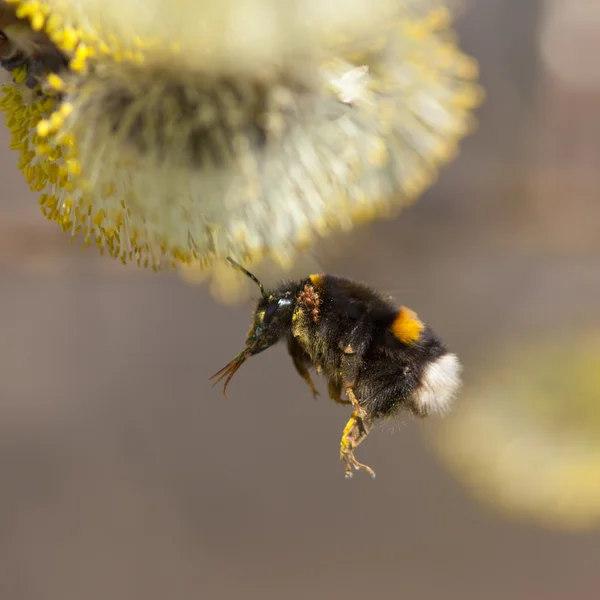 Flight of a bumblebee — Stock Photo, Image