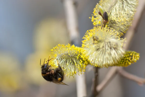 Bumblebee su un salice — Foto Stock