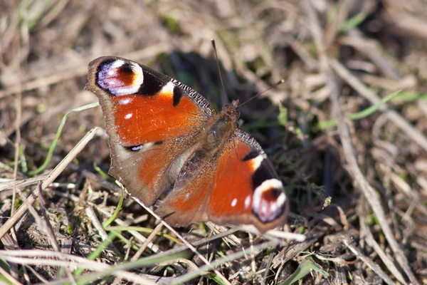 Papillon sur une herbe — Photo