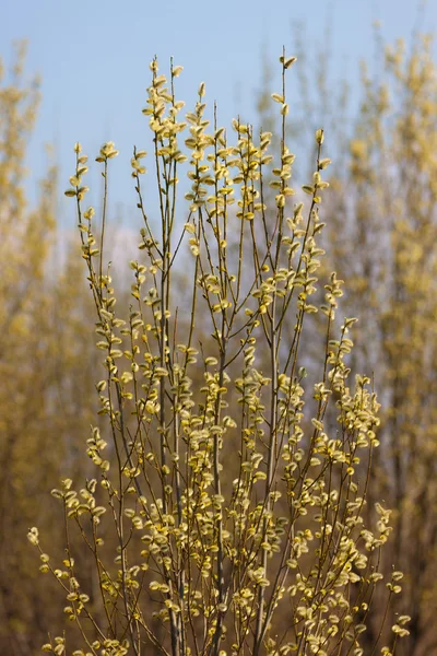 Blossoming tree of a willow — Stock Photo, Image