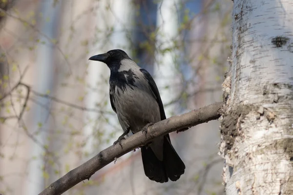 Crow on a birch — Stock Photo, Image