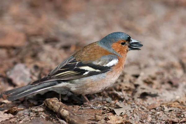Chaffinch eats a sunflower seed — Stock Photo, Image
