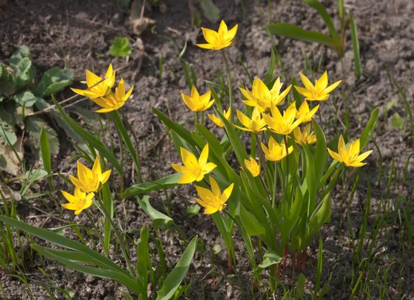 Jasně žluté květy — Stock fotografie