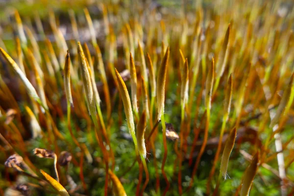Moss Polytrichum commune — Stockfoto