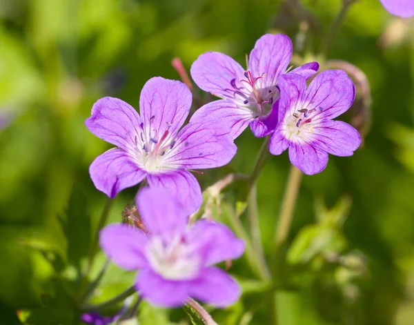 Pequeñas flores violetas —  Fotos de Stock