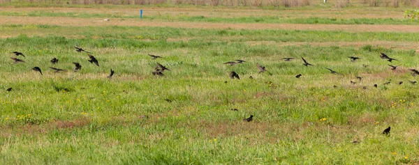 stock image Flock of starlings