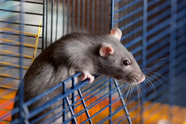 Rato olha para fora de uma jaula — Fotografia de Stock