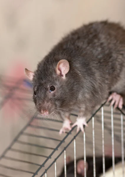 O rato doméstico preto — Fotografia de Stock