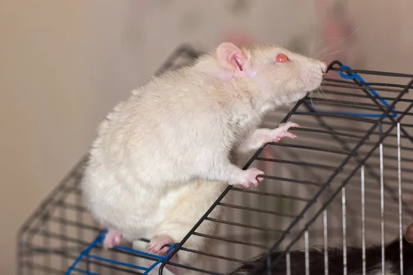 O rato doméstico branco — Fotografia de Stock