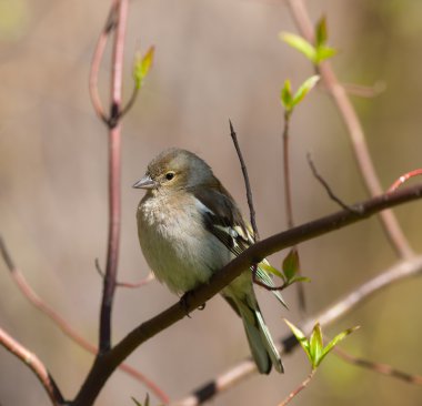 The chaffinch in the spring clipart