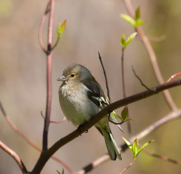 The chaffinch in the spring — Stock Photo, Image