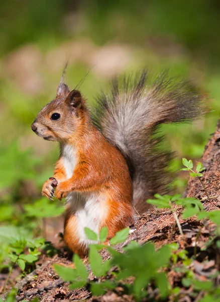 O esquilo na primavera — Fotografia de Stock