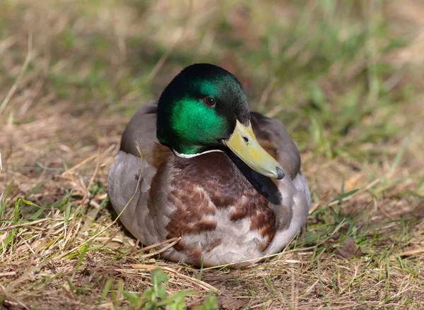 O pato tem um resto — Fotografia de Stock