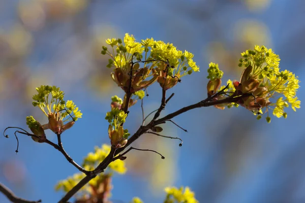 Primavera amarilla — Foto de Stock