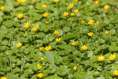 Marsh marigold clipart