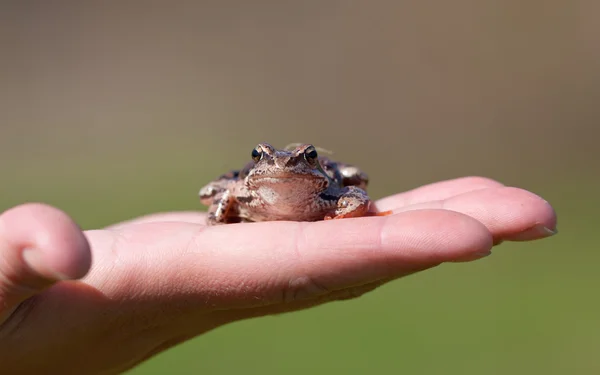 Žába sedí na palm — Stock fotografie