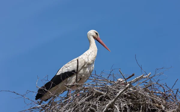 Cicogna in un nido — Foto Stock
