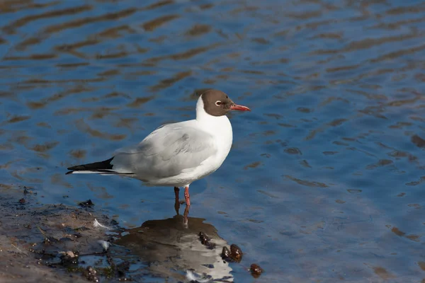 Seagull on river bank — Stock Photo, Image