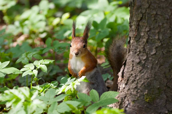 L'écureuil — Photo